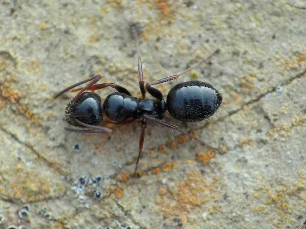 Quale Camponotus? - Tolfa (RM)